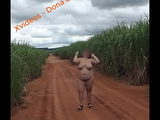 esposa andando pelada na estrada rural